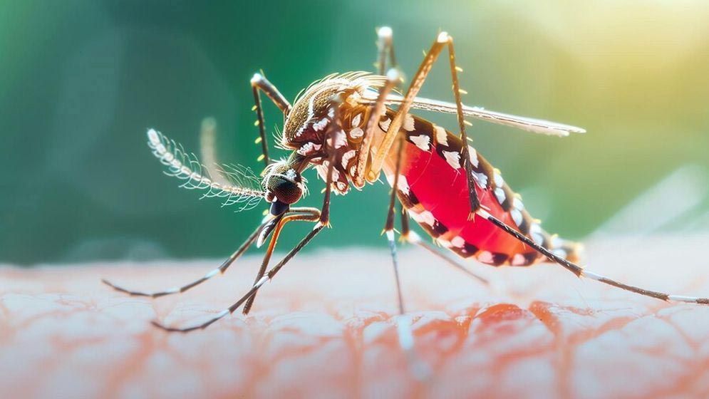 ডেঙ্গুতে আরও ৪ জনের মৃত্যু, হাসপাতালে ভর্তি ১ হাজার ২৫২